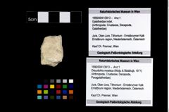 Foto (Objekt + Etikett) von Discutiolira moesica (Muţiu & Bădăluţă, 1971)  (NHMW-GEO-1990-0041-3913)